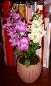 Attached picture 52-flowerpot2.jpg